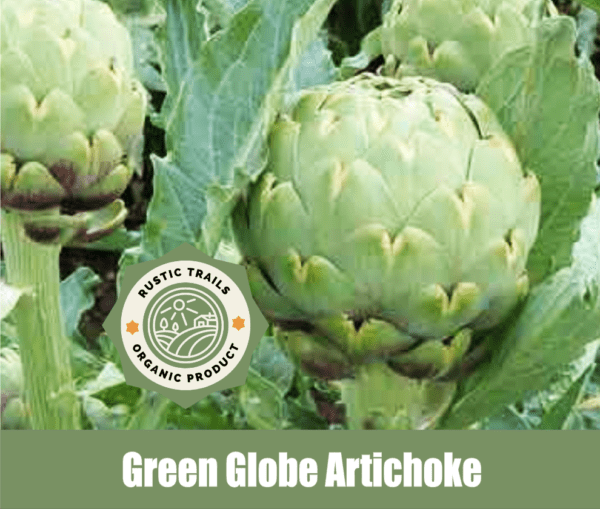 Green Globe Artichoke